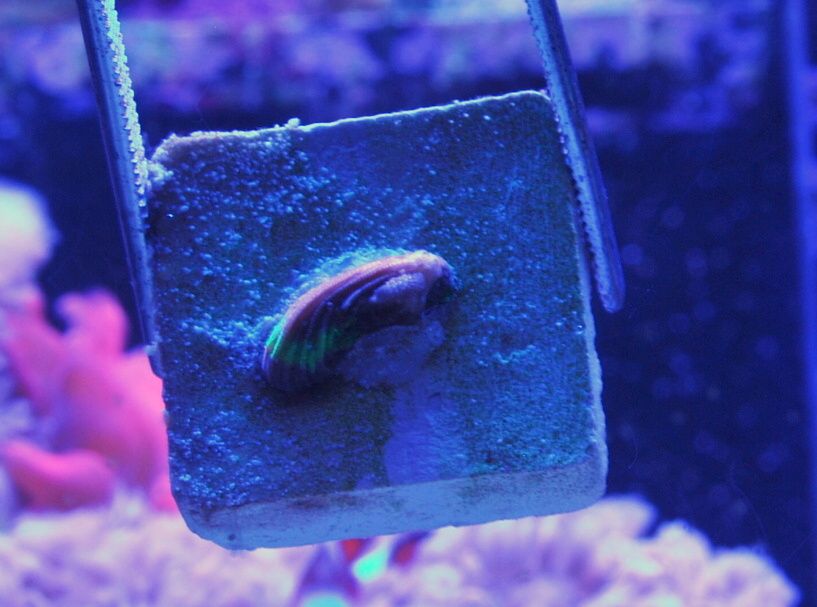 Fungia21500.jpg