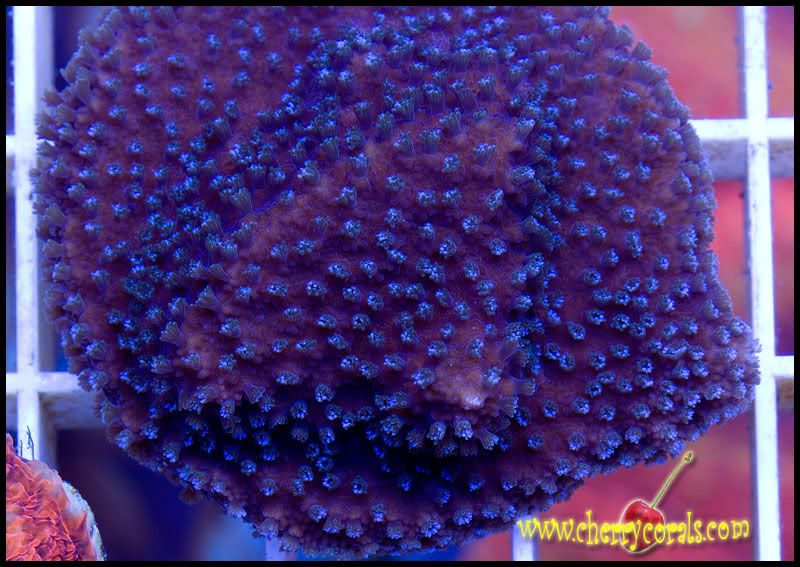 NewCorals127copy.jpg