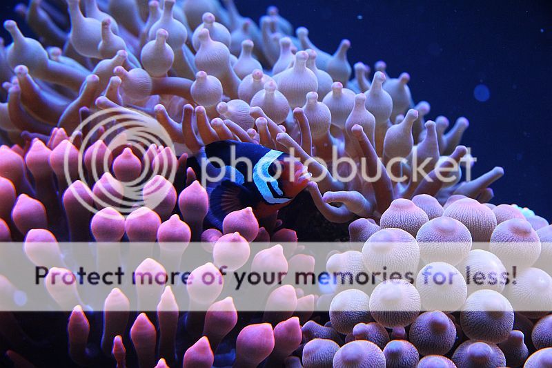 11-12-12PicL.jpg