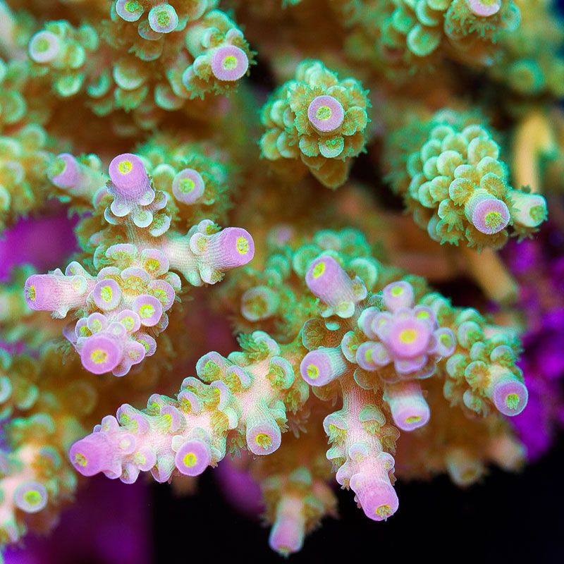 newcoral1590.jpg