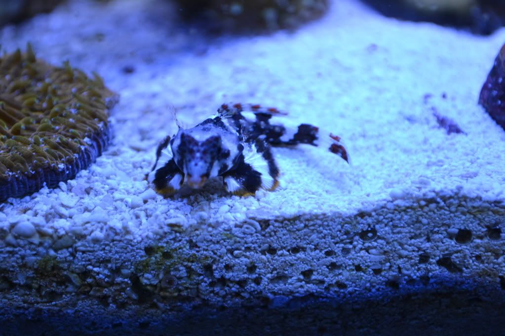DSC_0010-1.jpg