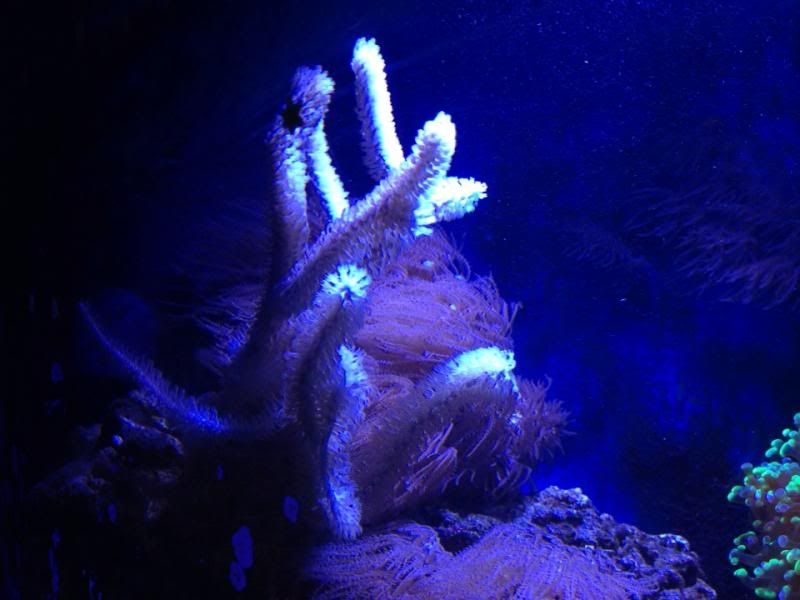 AnatheliaGorgRock_zpsb5cb0e92.jpg