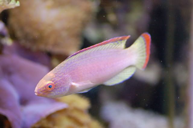 65g_rubrimarginatus036.jpg