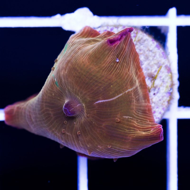 newcorals234b.jpg