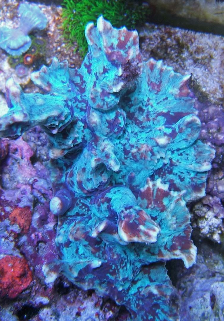 pectinia002.jpg