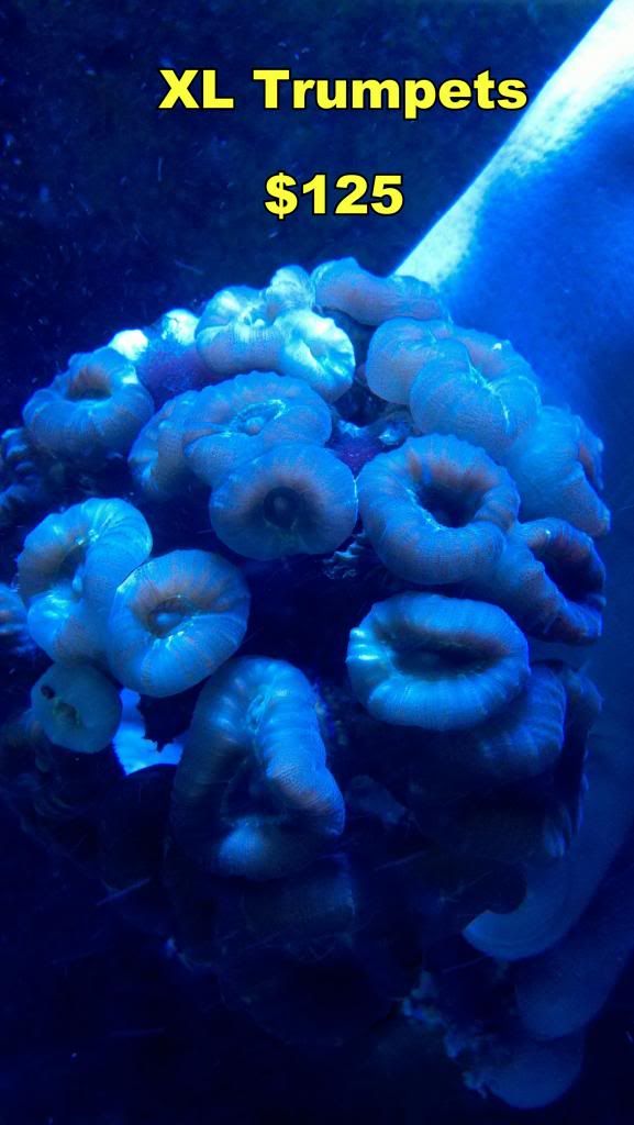 2013-02-07_18-43-09_123_zps45014463.jpg