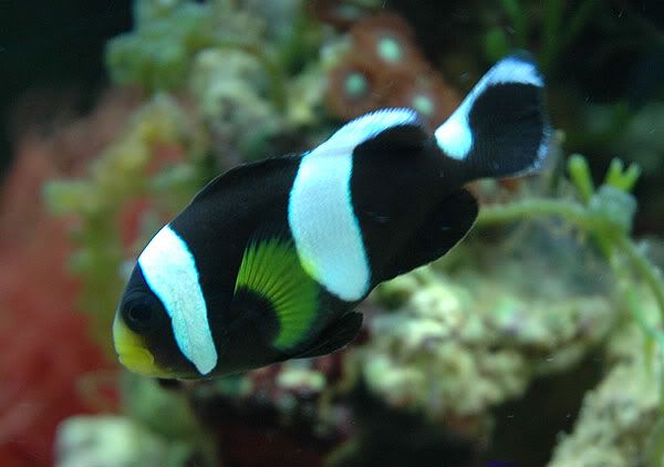 clown20gal.jpg