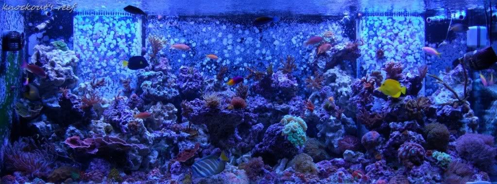 knockout_reef.jpg