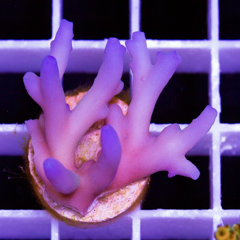 newcoral1623b.jpg