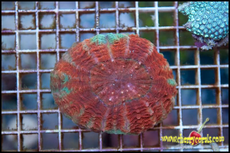 Coral_24-1.jpg