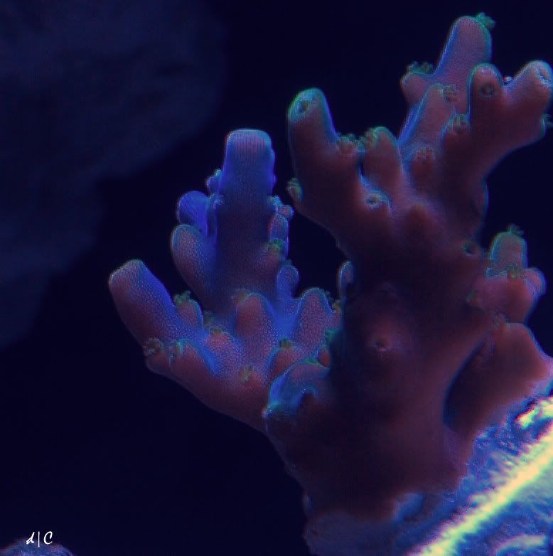 SPS.jpg