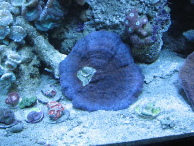 Reef1-10-2012023.jpg