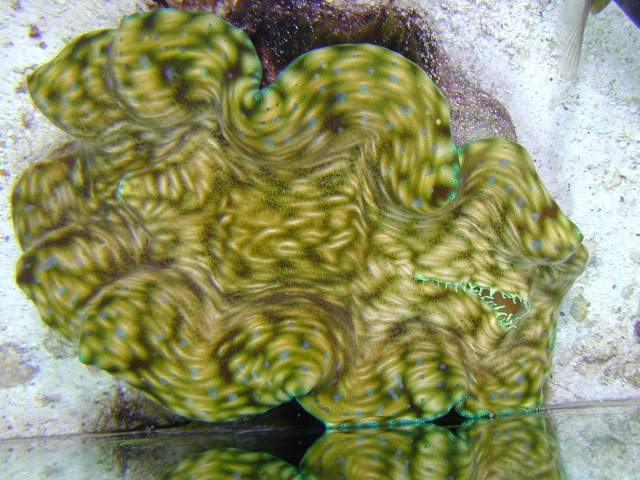 clam05g-lg.jpg