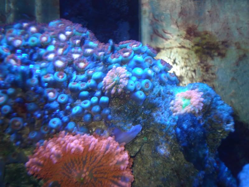 fish4-09075-1.jpg