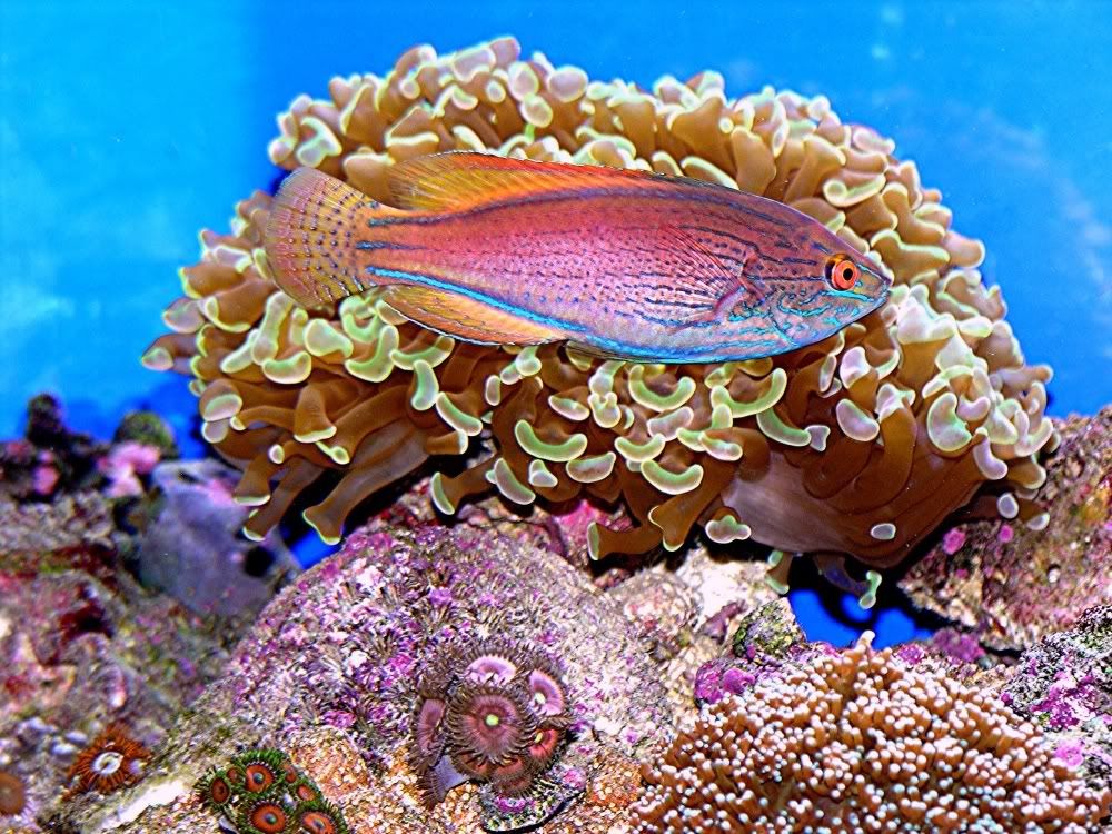 lineatus7.jpg