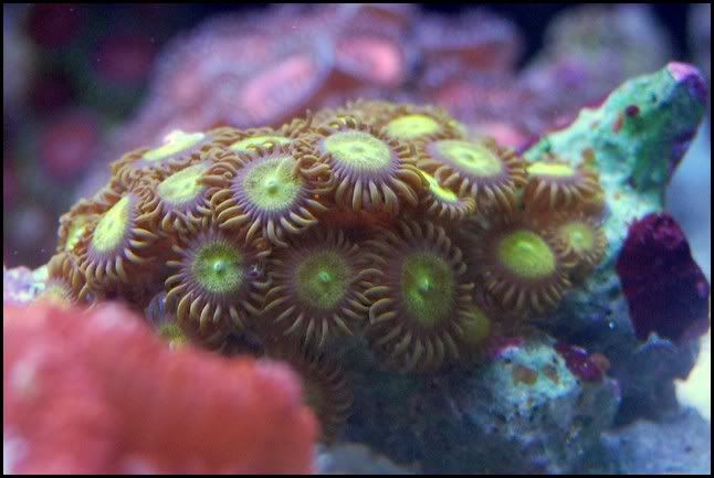 king_midas_zoa.jpg