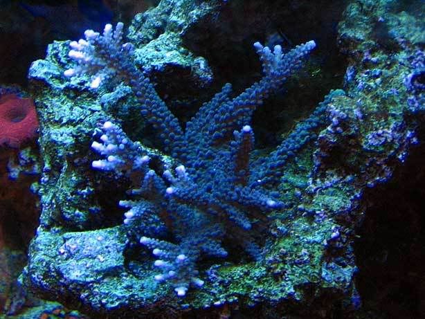 blue_acro.jpg