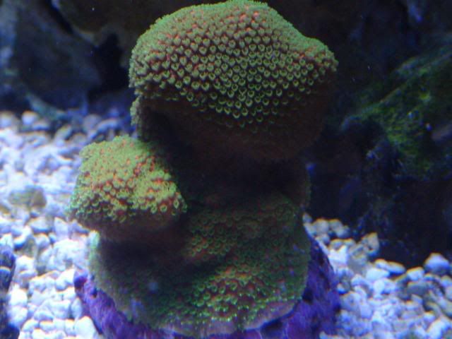 DSCF0029.jpg