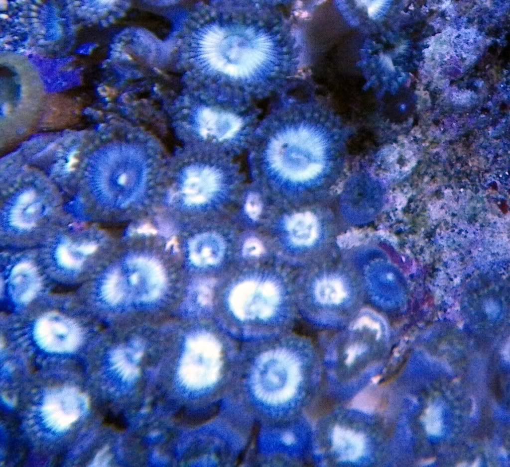 zoas.jpg