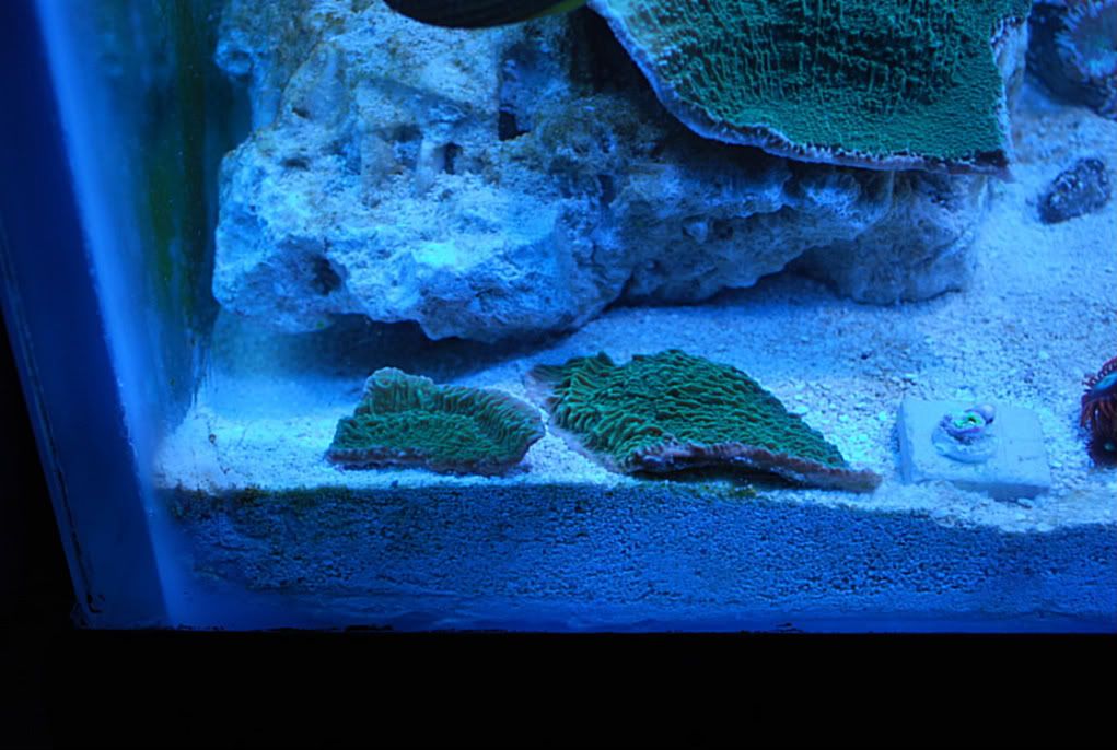 15x1500and25x21000GreenCap.jpg