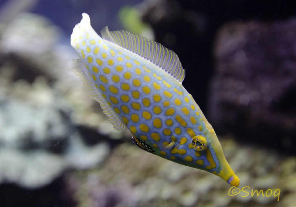 filefish.jpg