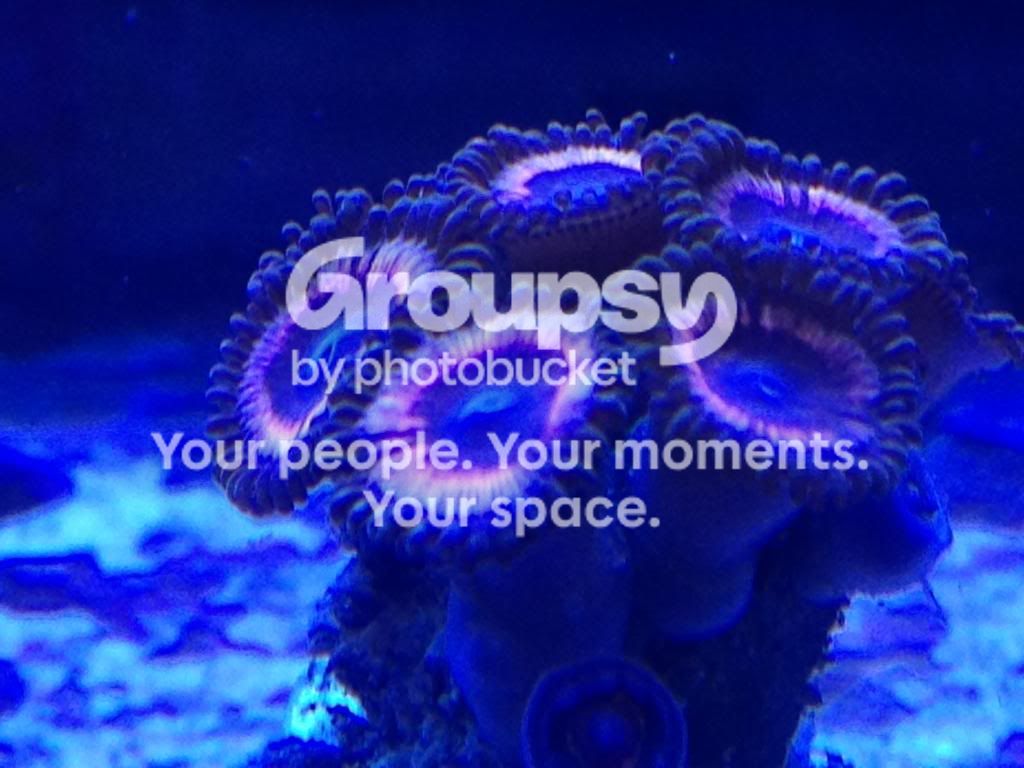 IMG_1245_zps36e8e34d.jpg