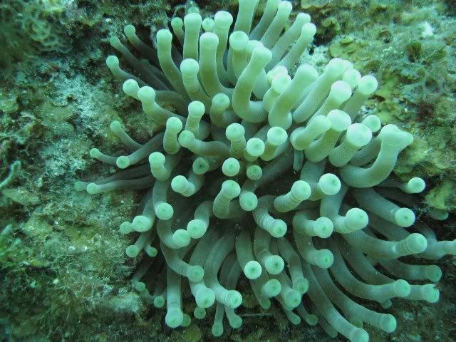 GrandCayman2010anemone.jpg