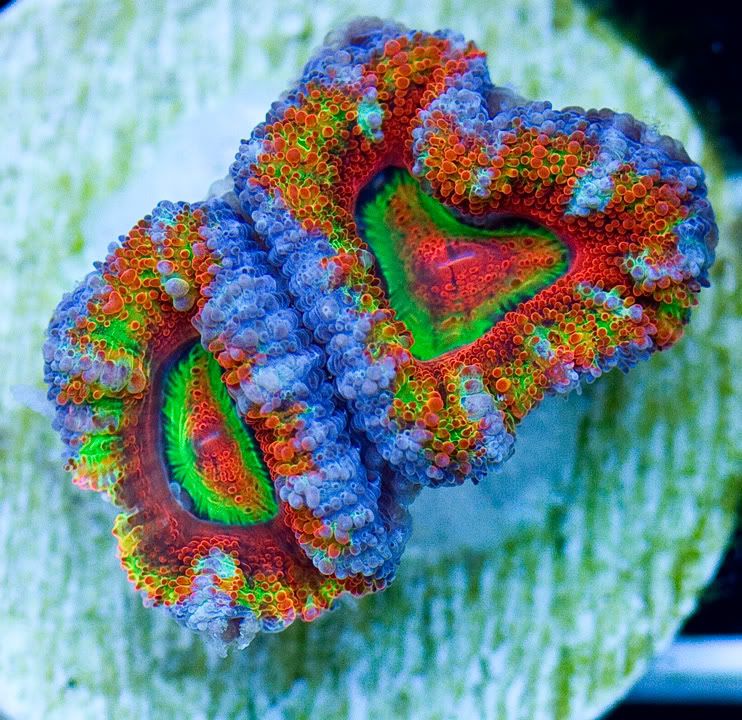 anewcoral_22-1.jpg