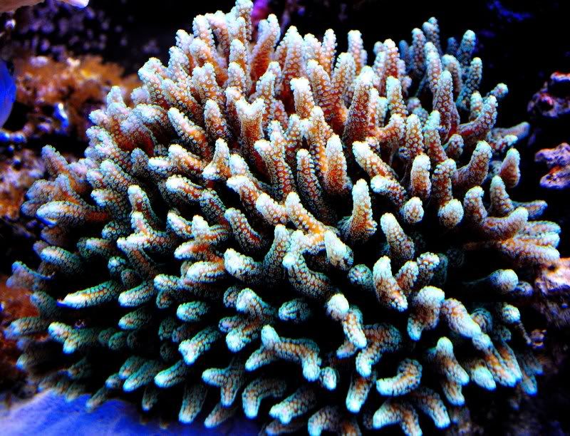 DSC_0390.jpg