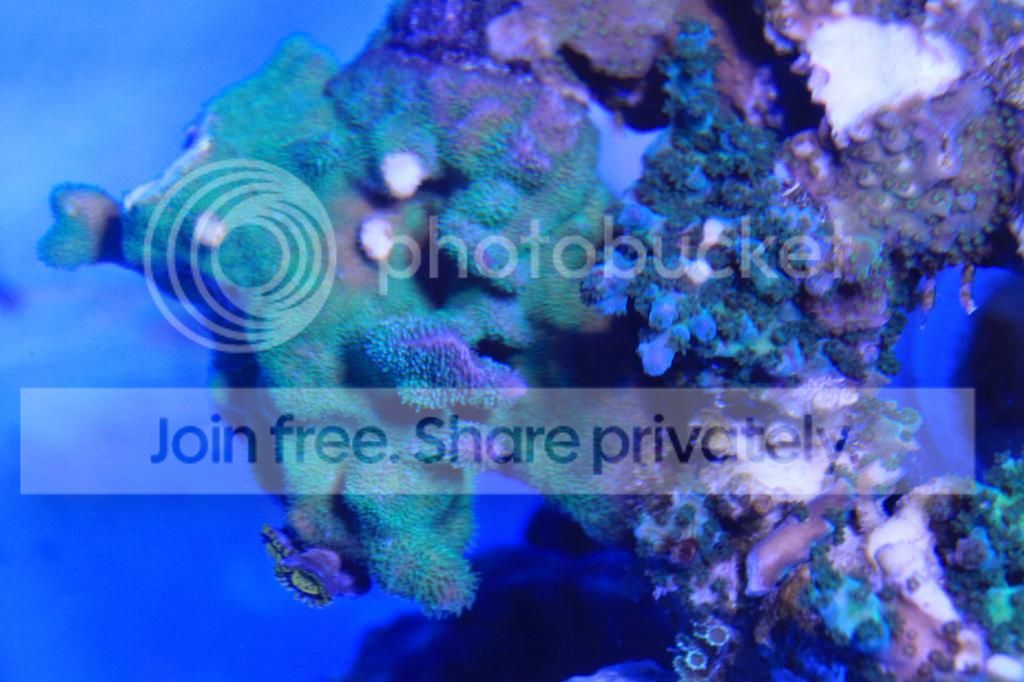 IMG_4079_zpsdf7f205c.jpg