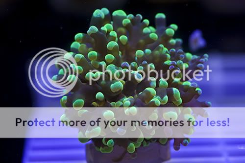 Rainbowgrapefrogspawn_.jpg
