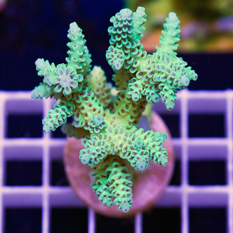newcoral1712b.jpg