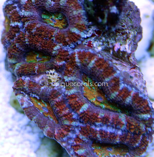 yellow_acan_macro.jpg