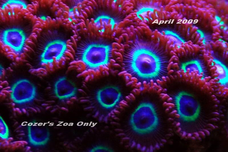 ZoaOnly3.jpg