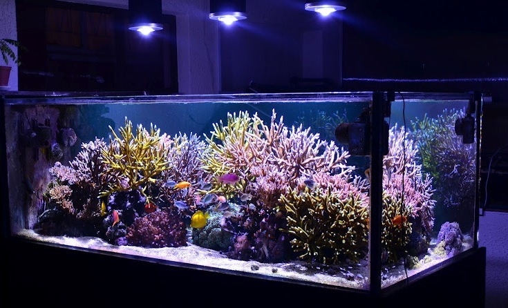 Orphek-DIF-100-XP-LED.jpg