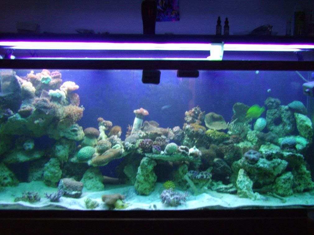 jayfish027-1.jpg