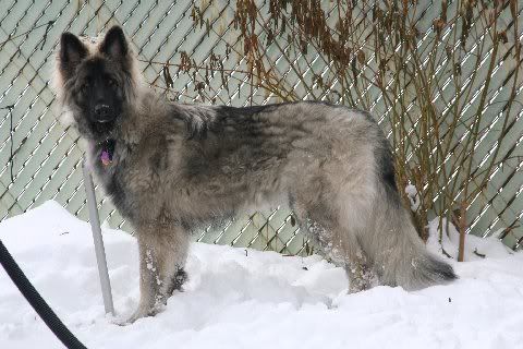 Sable1yearchristmas2010014.jpg