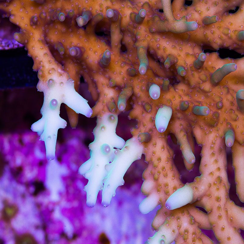 newcoral1589.jpg