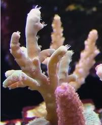 RJsSPSfrags-1.jpg