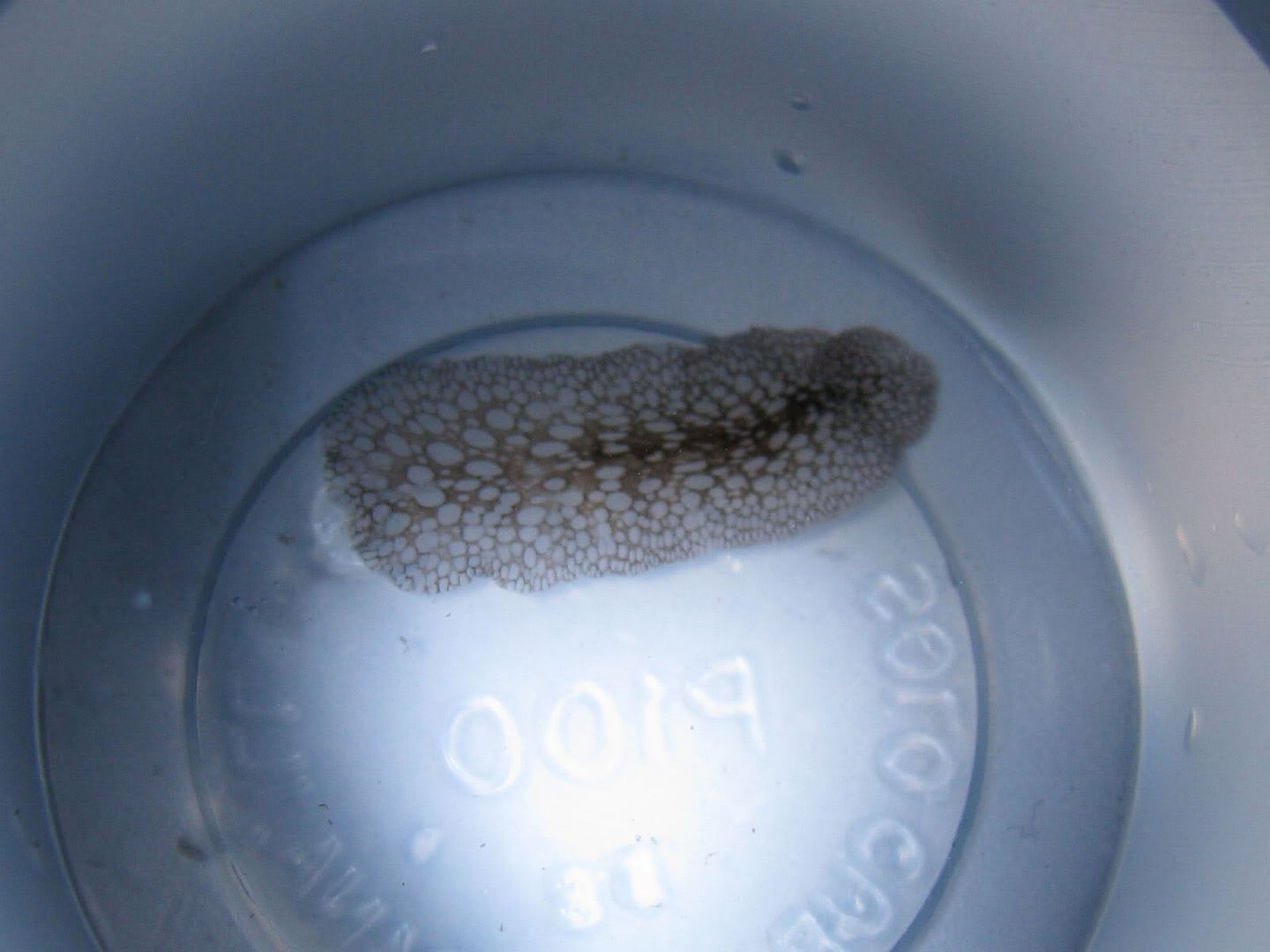flatworm.jpg