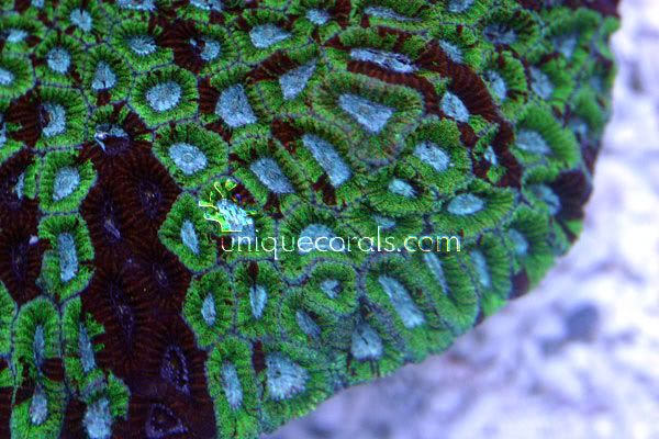 greenfavia_macro.jpg