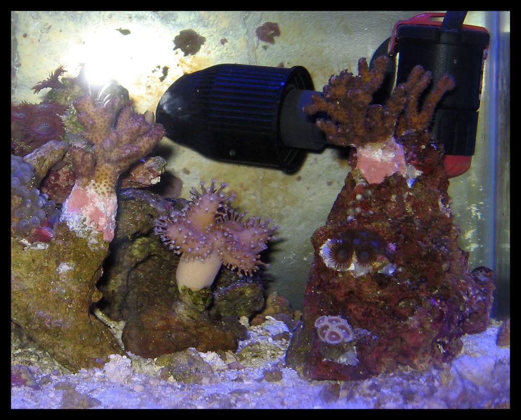 Coralsflash20101221.jpg