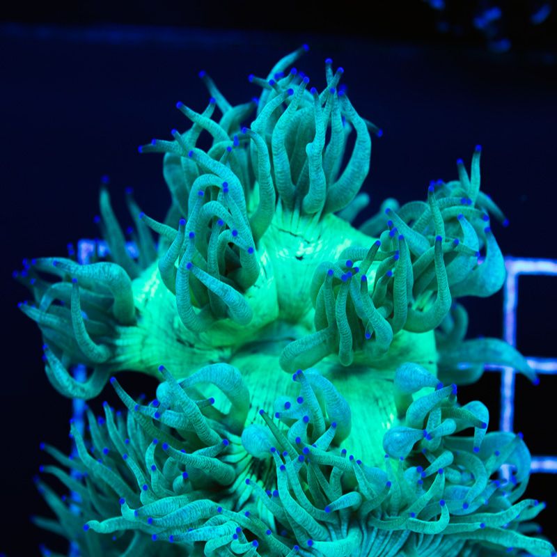 newcorals2a576b.jpg~original