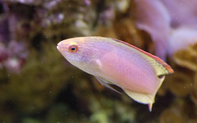 65g_rubrimarginatus034.jpg