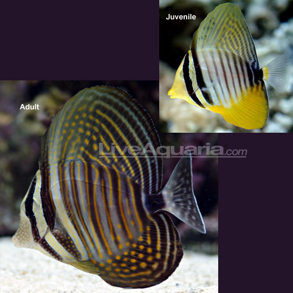 lg-74409-Sailfin-Desjardini.jpg