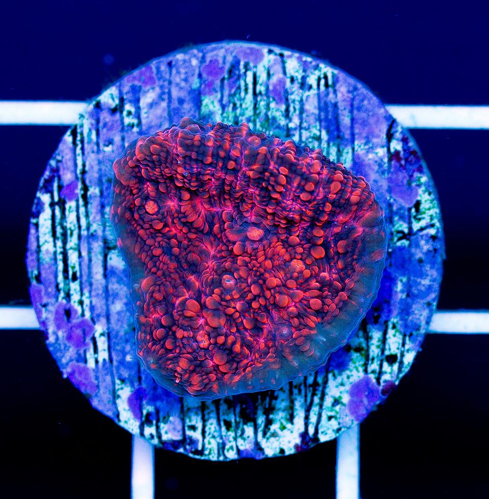 a-new-coral_31-1.jpg