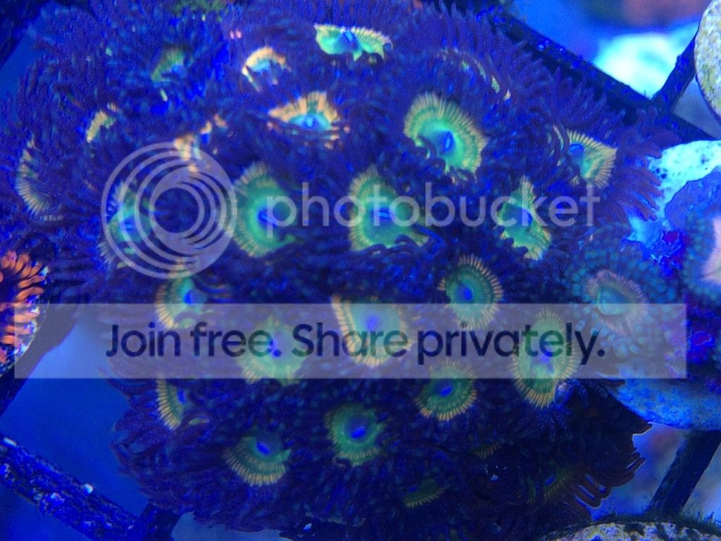 IMG_2550_zpsncsuzyxj.jpg