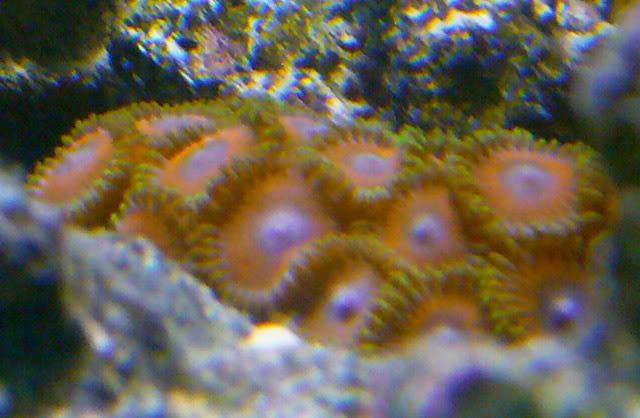Zoas.jpg