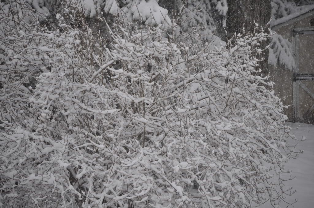 _DSC0125.jpg