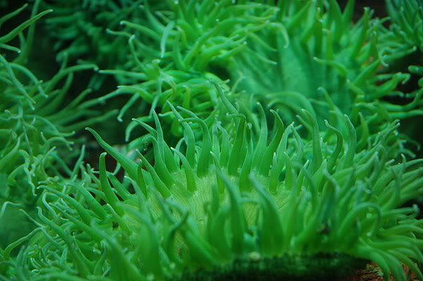 anenome.jpg